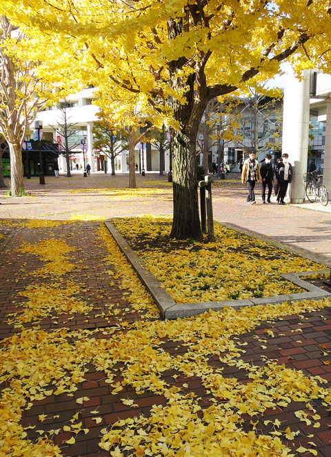 この秋のイチョウは色づくのが遅く、やっと美しく黄葉したと思ったらすぐに落ちてしまった。あまり秋を感じることなく冬に突入した。2023.12.7　【多摩市落合1-33】