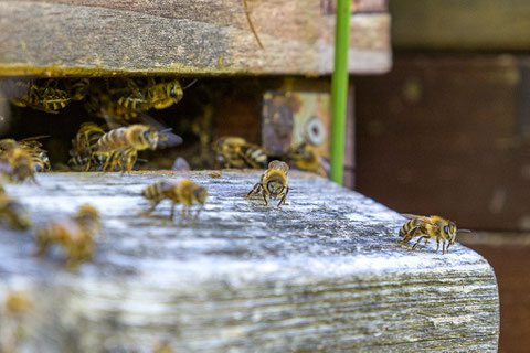 Unsere fleissigen Bienen in Aktion