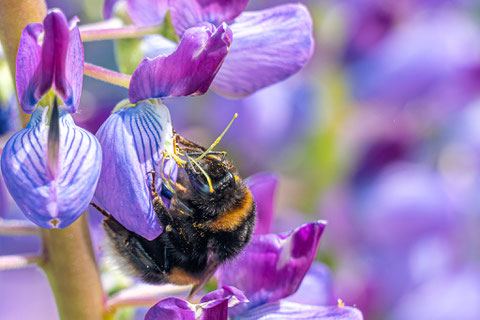 Hummel Lupine