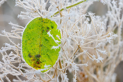Grüne Oase im Winterwald
