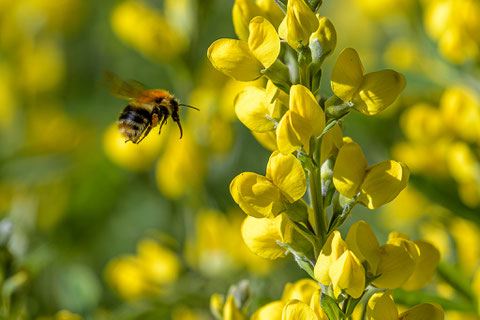 Hummel im Anflug zur Färberhülse