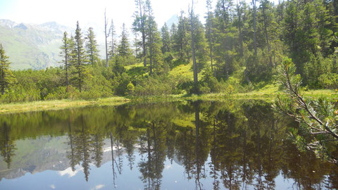 Natur pur : Wiegenwald, 1650m, ca 1- 2 Std.