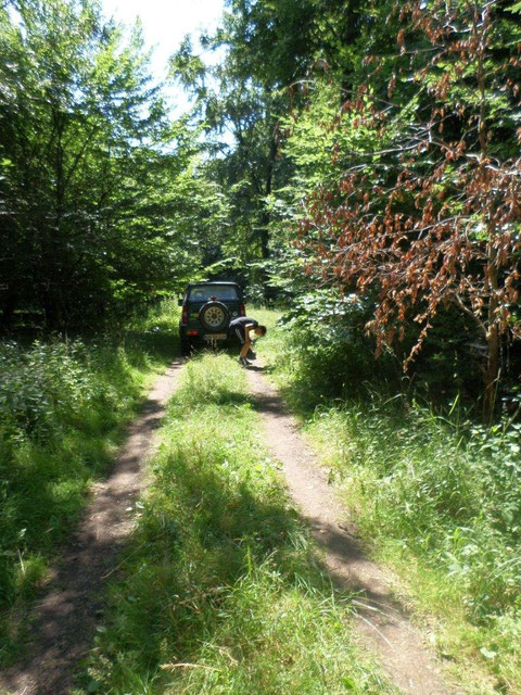 La route forestière qui passe à proximité du lieu du crash