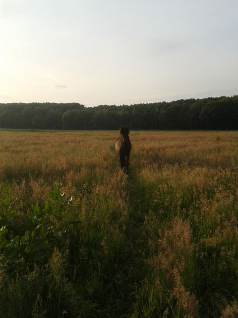 Auch für solche Bilder am Abend habe ich Pferde