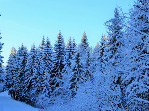 Winterwald Finnland Sysmä