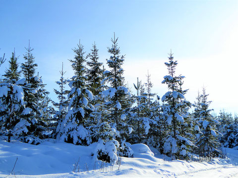 Winterlandschaft Wald Finnland