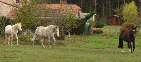 2012: Pension vacances pour un groupe de 3 chevaux.