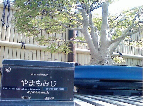 5/10 昭和記念公園盆栽園やまもみじ