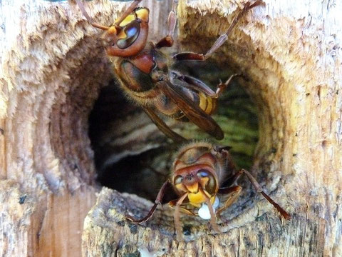 Hornissen mit Powernahrung