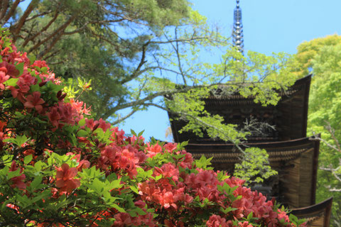 長野県　大法寺　国宝　三重塔　つつじ