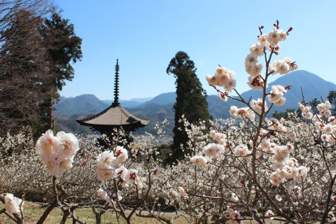 大法寺　国宝　三重塔　梅園