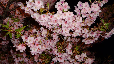 河津桜