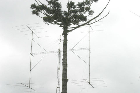 El arbol tambien hace de antena?