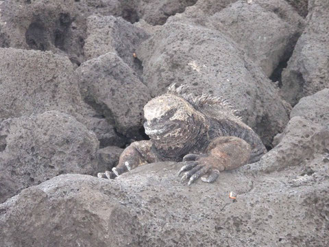 enfin un iguane