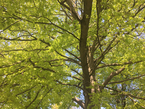 Baumwipfel in der Natur