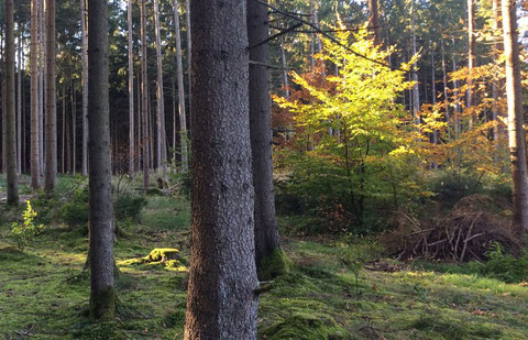 Waldblick