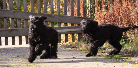 Greeny (links) / Yelli (rechts) - 31. Oktober 2019