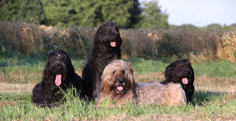 Jimmy mit Greeny, Loulou, Yelli (von links nach rechts / Familienfoto 28.07.2021)