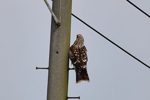 トビの翼標本 トビの翼標本 トビ(2024.12.29) - 日本の野鳥識別図鑑