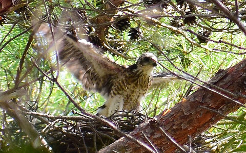 ツミ（雛）　2022年6月29日　・翼開長は成鳥に匹敵