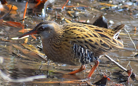 クイナ科 流山の野鳥