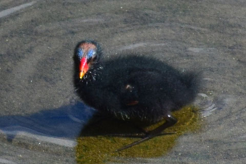 バン（ヒナ）　2021年7月17日