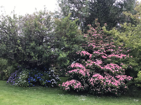 Cornus kousa Satomi