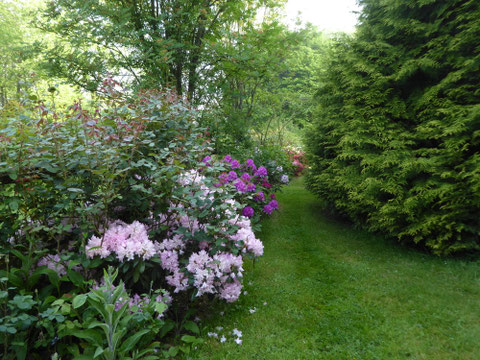 Dans l’arboretum, les rhododendrons le long des lices