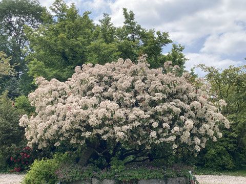 Le Photinia ‘Red Robin’ mai 2023