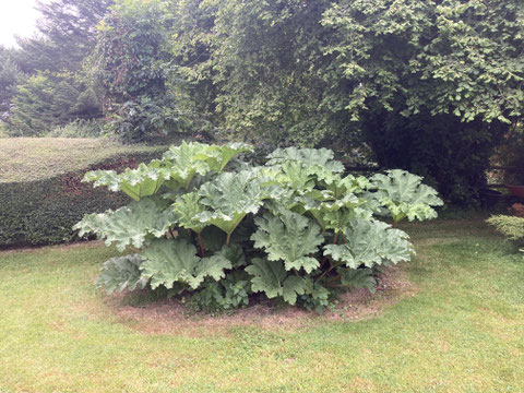 La gunnera 15 juillet 2024