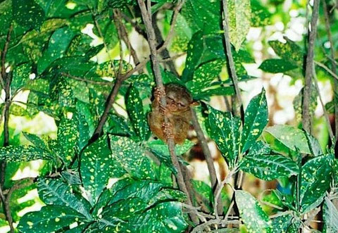 Tarsier in Bohol Island