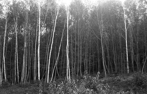 analog argentique forest lysianebourdon