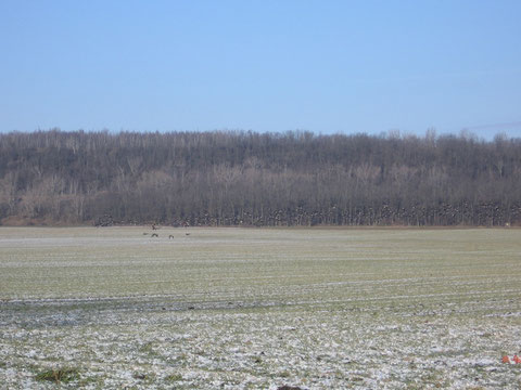 18.Februar 2009 Wildgänse nähe Blösien