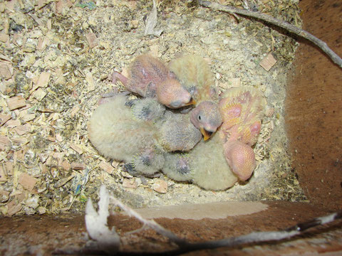 Pulli di Roseicollis maschio ancestrale opalino/ino e femmina lutina/f.a NT