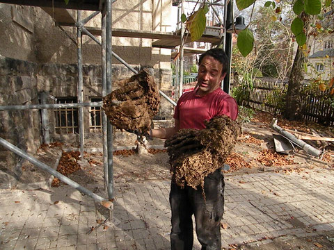 Gerald bringt  ein Wohnhaus der Hornissen ans Tageslicht