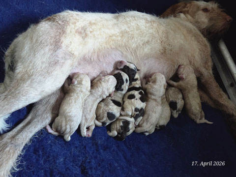 9 kleine S-Spinonekinder