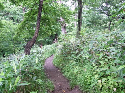 Photo 6. 北海道札幌市円山(多くのヒメバチの模式産地になっている場所) ホソコ…じゃなくてヒメバチが多かった。