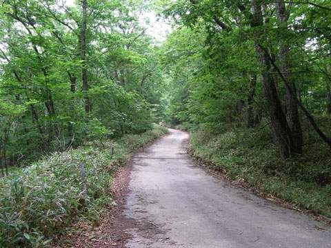 Photo 3. 山梨県甲州市大菩薩 両脇のササから多くのトガリヒメバチが得られた。