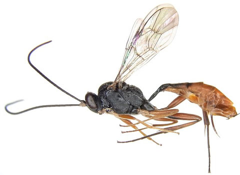 タイワンアカハラチビアメバチ Eriborus vulgaris (Morley, 1912)