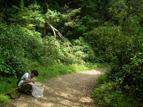 Photo. 2. 神奈川県横須賀市三浦富士 シロモンヒラタヒメバチやシロスジクチキヒメバチが多かった