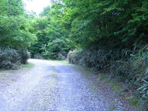 Photo 5. 静岡県本川根町山犬段(蕎麦粒山付近) 右のササからはアシマダラクモヒメバチが多く得られた