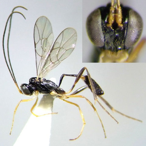 Klutiana pentagona (Momoi, 1970)