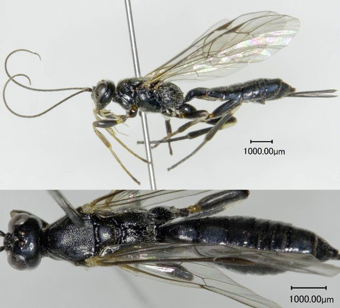 サッポロマルズヒメバチ Ischnoceros sapporensis Uchida, 1928