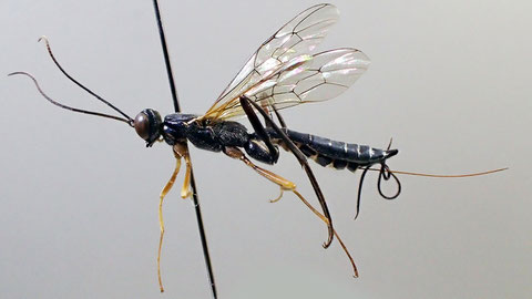 アルプスクチキヒメバチ Podoschistus alpensis (Uchida, 1928)