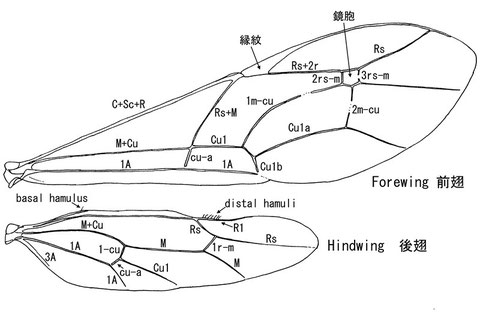 Gauld (1991)に基づく翅脈体系