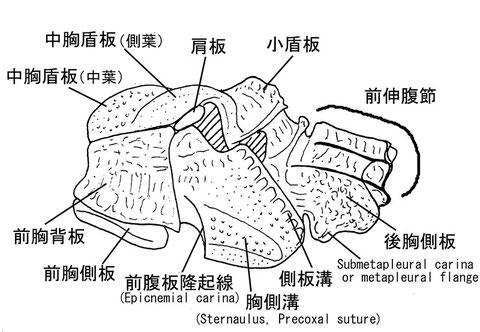 中体節(側面) ニッポンツノコマユバチ Helconidea nipponica (Watanabe,1972)