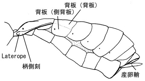 後体節（側面）　ニセアメイロコンボウコマユバチ Homolobus (Chartolobus) infumator (Lyle, 1914)　（コンボウコマユバチ亜科）