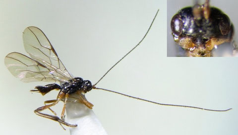 Phaenocarpa sp.