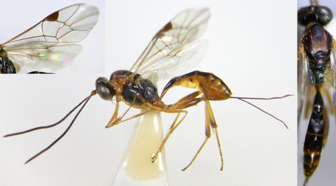 Pristomerus punctatus Uchida, 1932 (近似種が多いため絵合わせ同定厳禁)