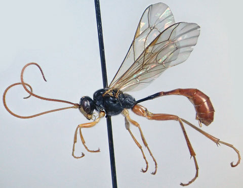 トウヨウマルヒメバチ Hadrodactylus orientalis Uchida, 1930